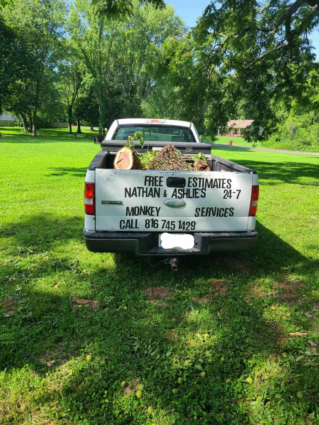 Tree Trimming in 