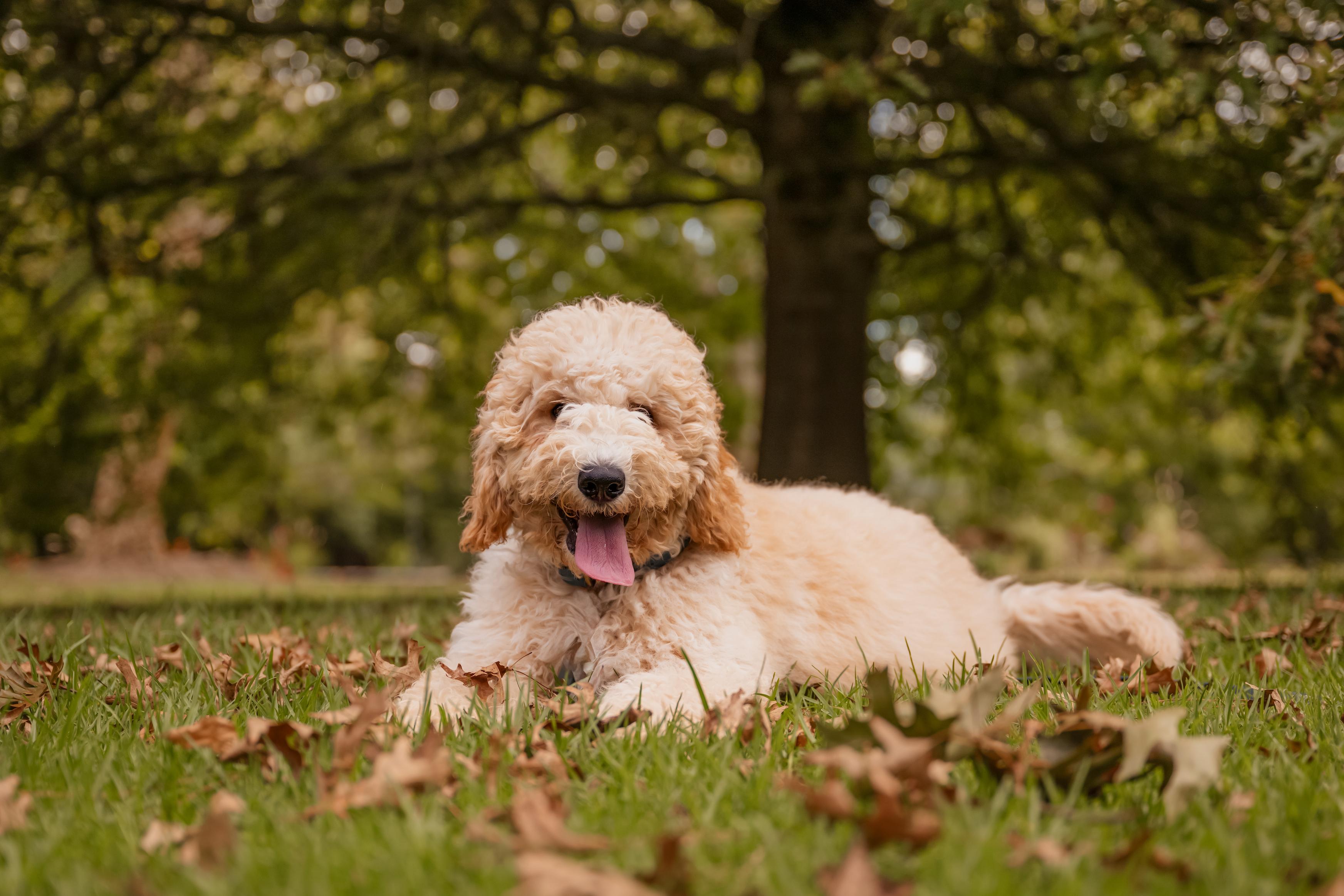 A labradoodle puppy resting in autumn leaves — PawsFourThought research article