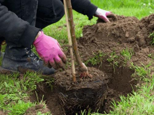 Lawn Aeration in Pittsburg