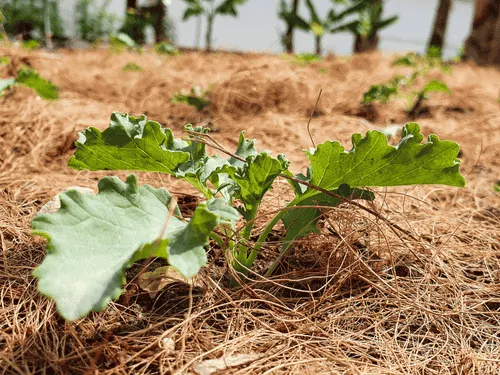 Mulching in Pittsburg