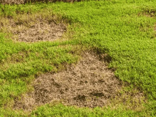 Ross Township Dethatching