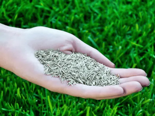 Shaler Township Overseeding