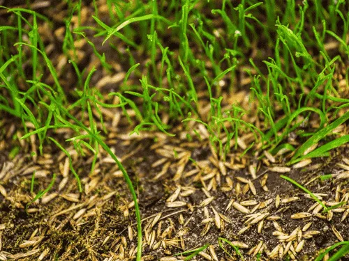 Pittsburg Overseeding