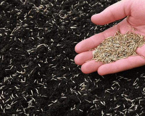 Ross Township Overseeding