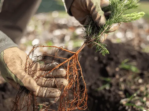 Sandstone Walls in Pittsburgh