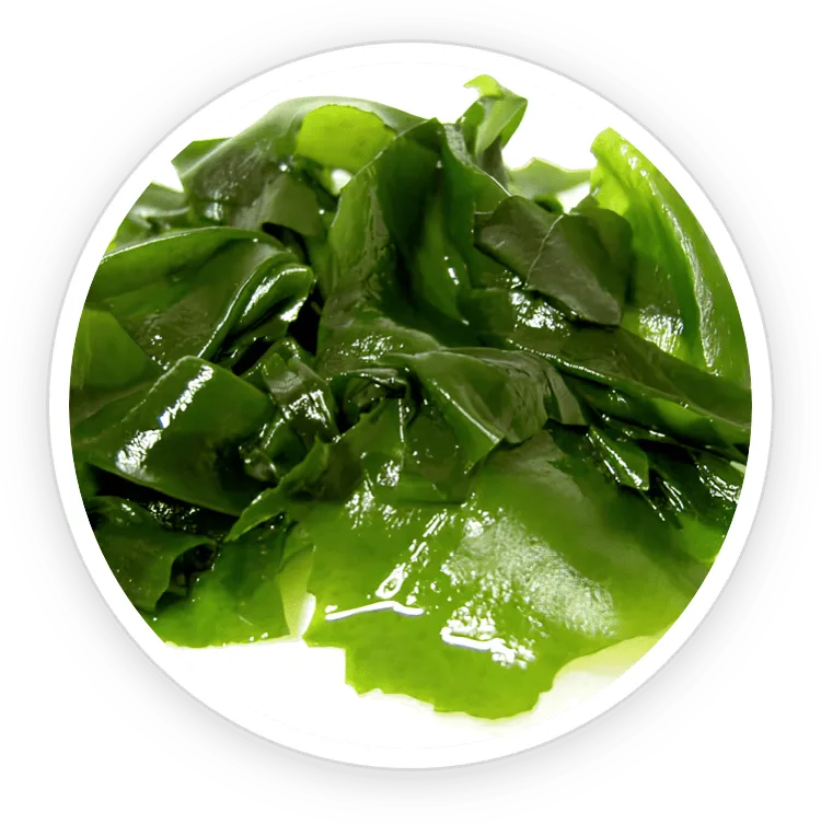 Wakame Extract
