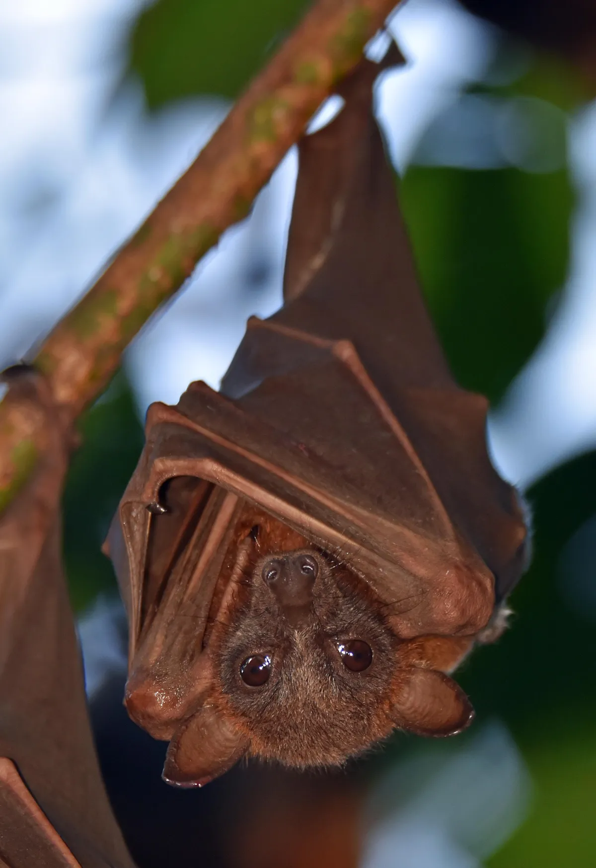 a close up photograph of a bat hanging from a tree