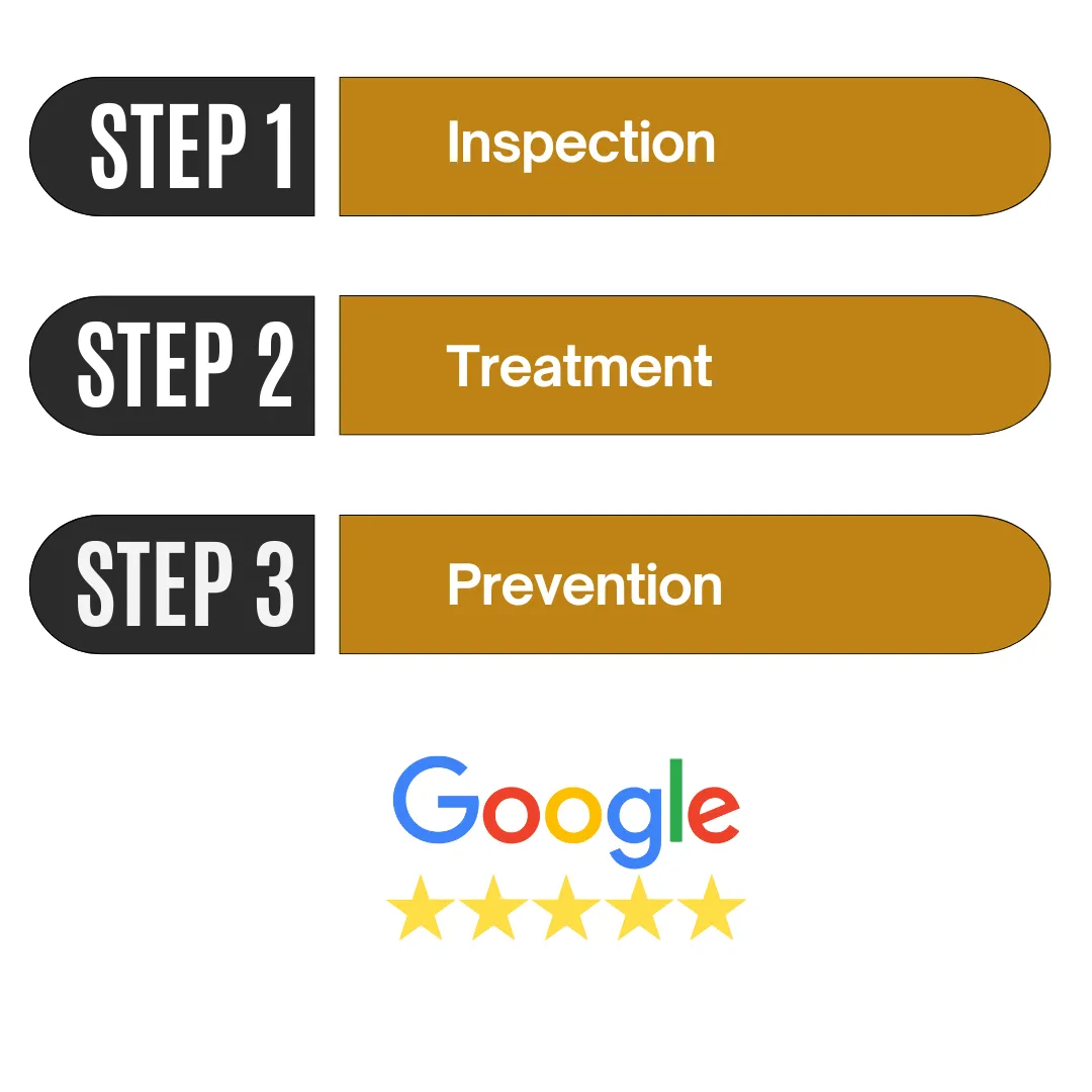 3 Step Infograph for Pest Control Process