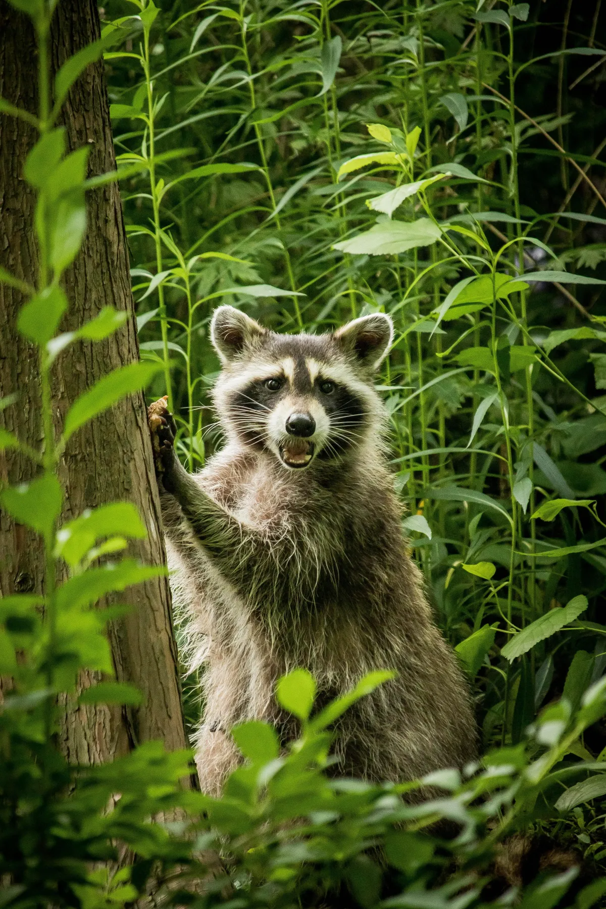 a photograph of a racoon