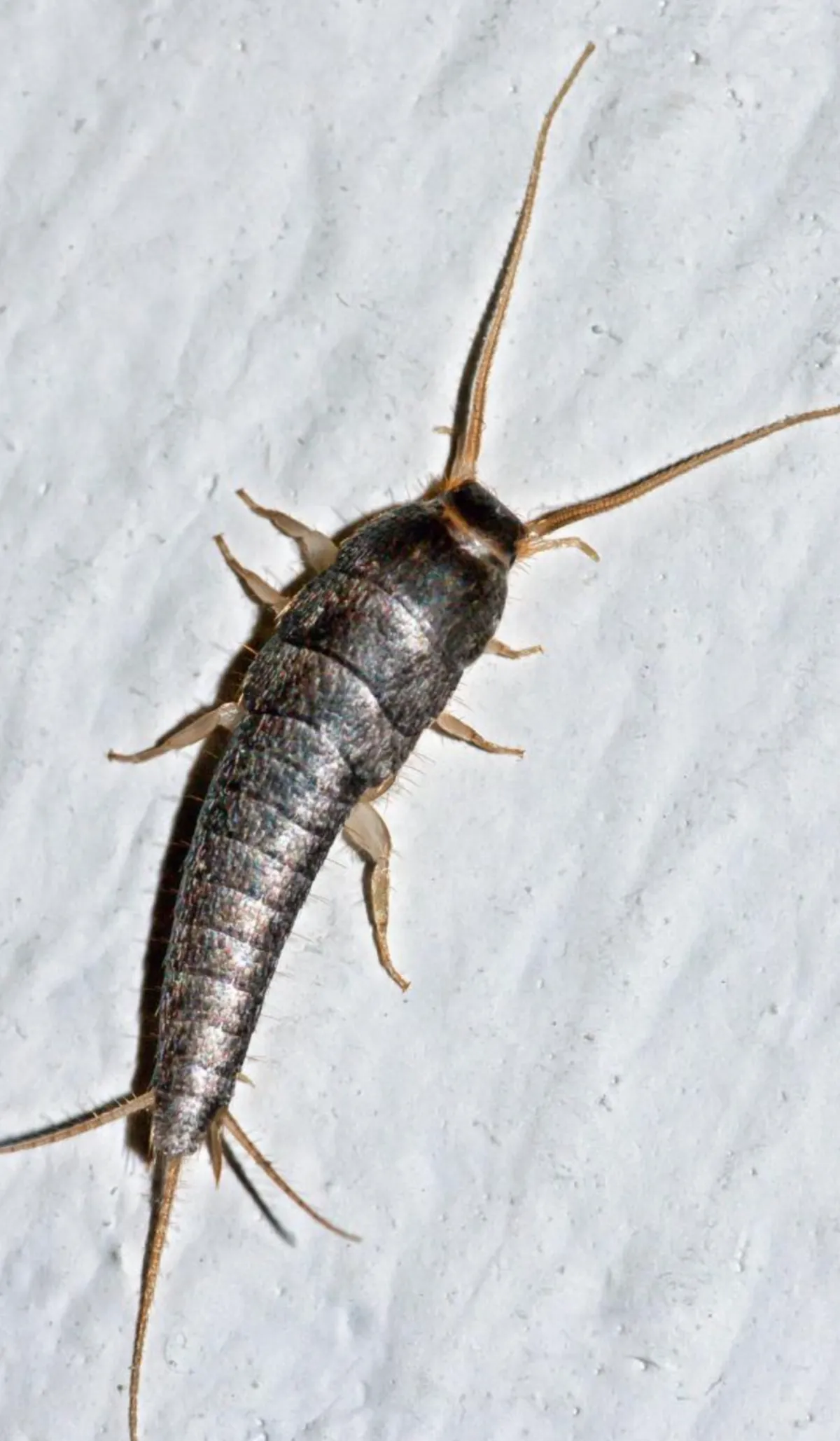 a close up photograph of a silverfish crawling on a white surface