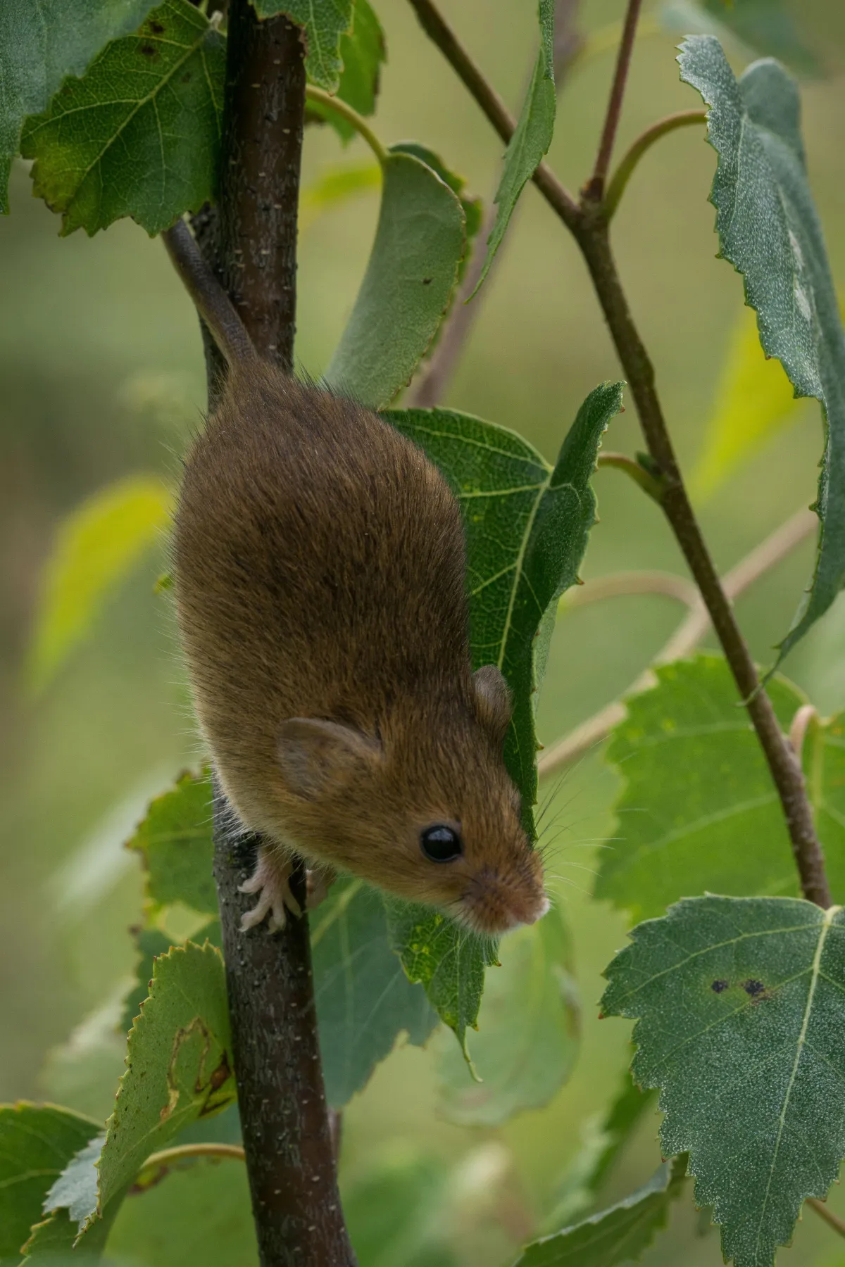 a close up photograph of a rodent climbing down a tree branch