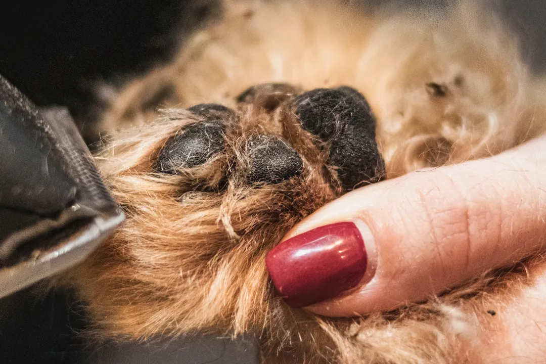 shallow focus photography of brown tabby kitten on couch