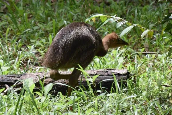 Super cute tiny baby cassowary with brown feathers