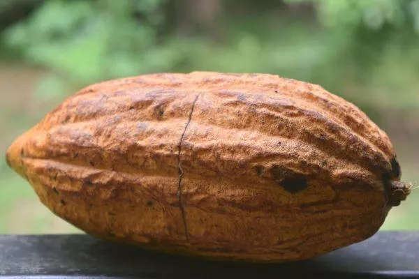 A ripe whole yellow cacao fruit