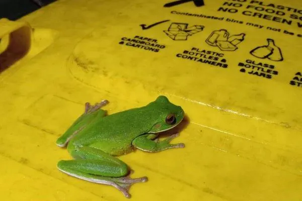 A white-lipped tree frog sitting on the lid of a kerbside recycling bin