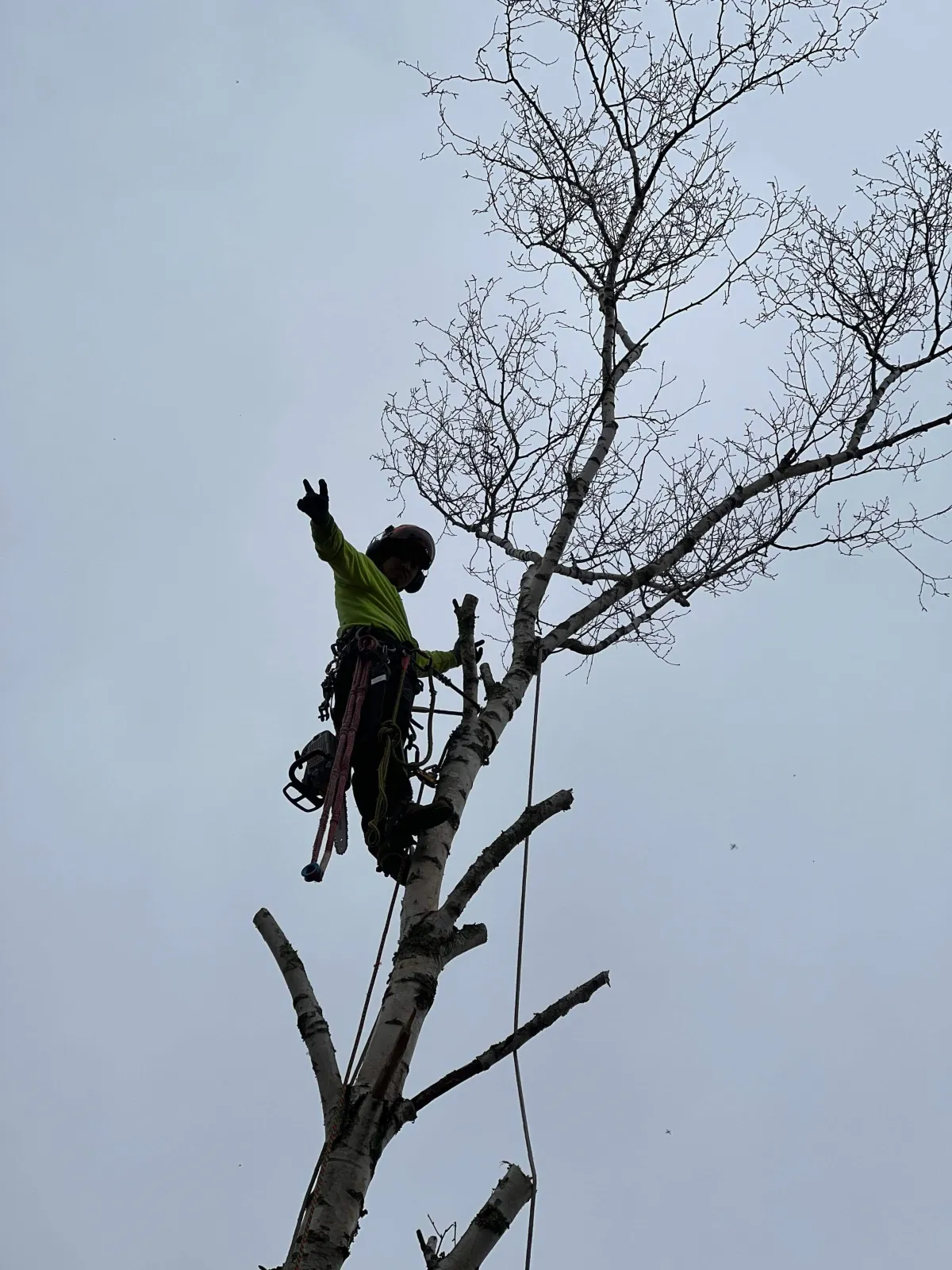 Tree Removal & Pruning 