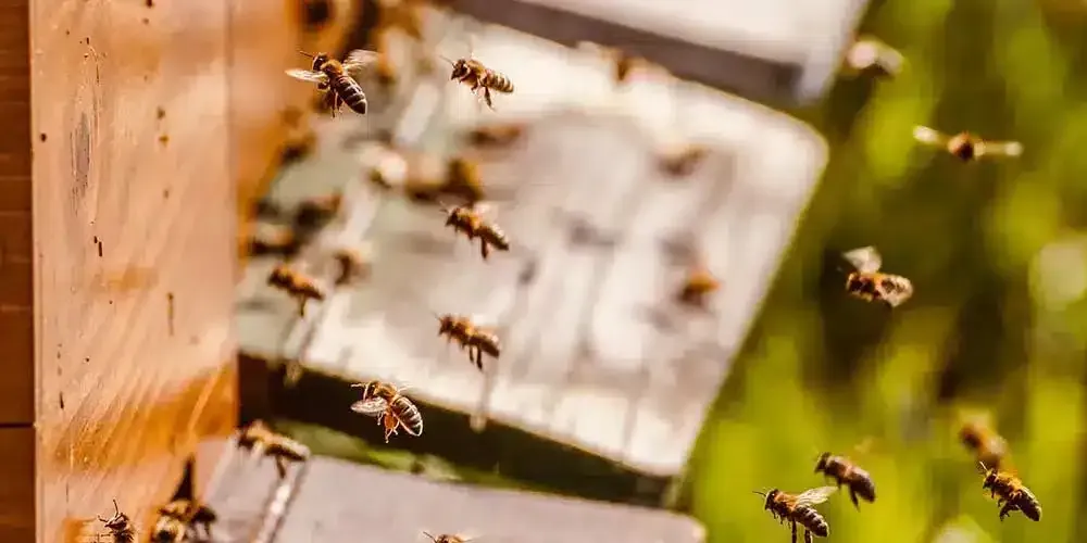 Live Bee