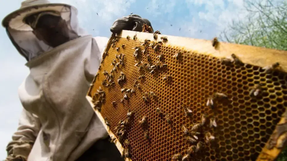 Bee Hive