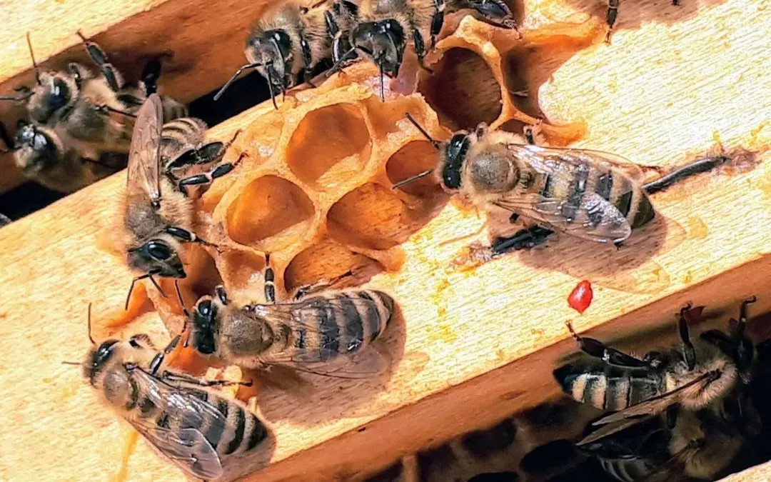 Bee Proofing