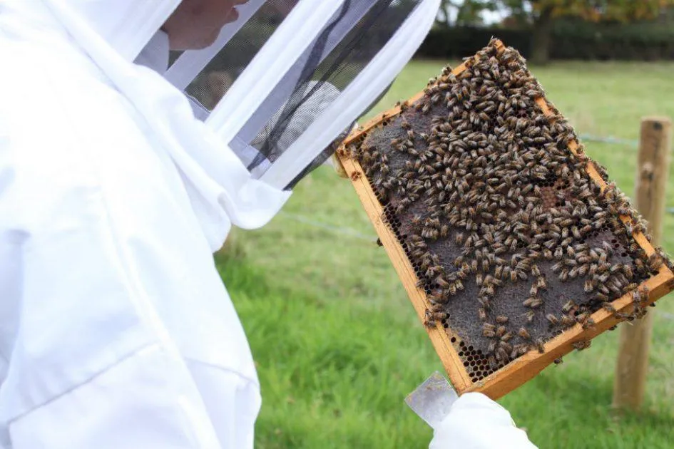 Bee Hive