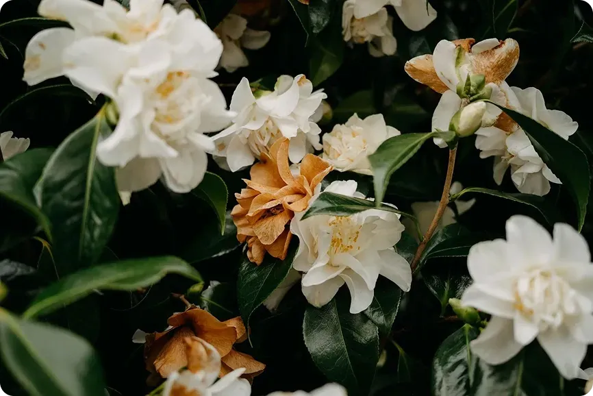 Send Flowers