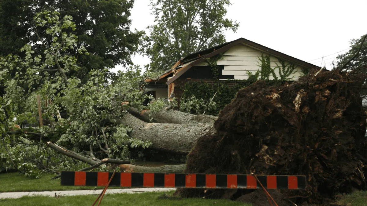 Tree Emergency