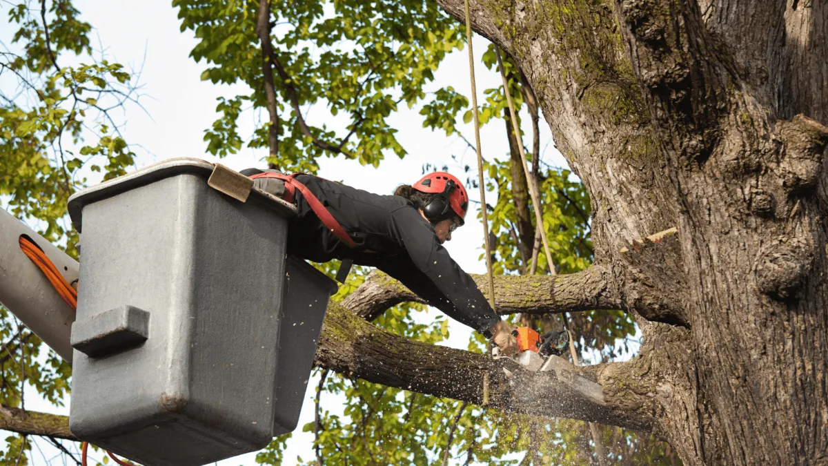 Tree Pruning