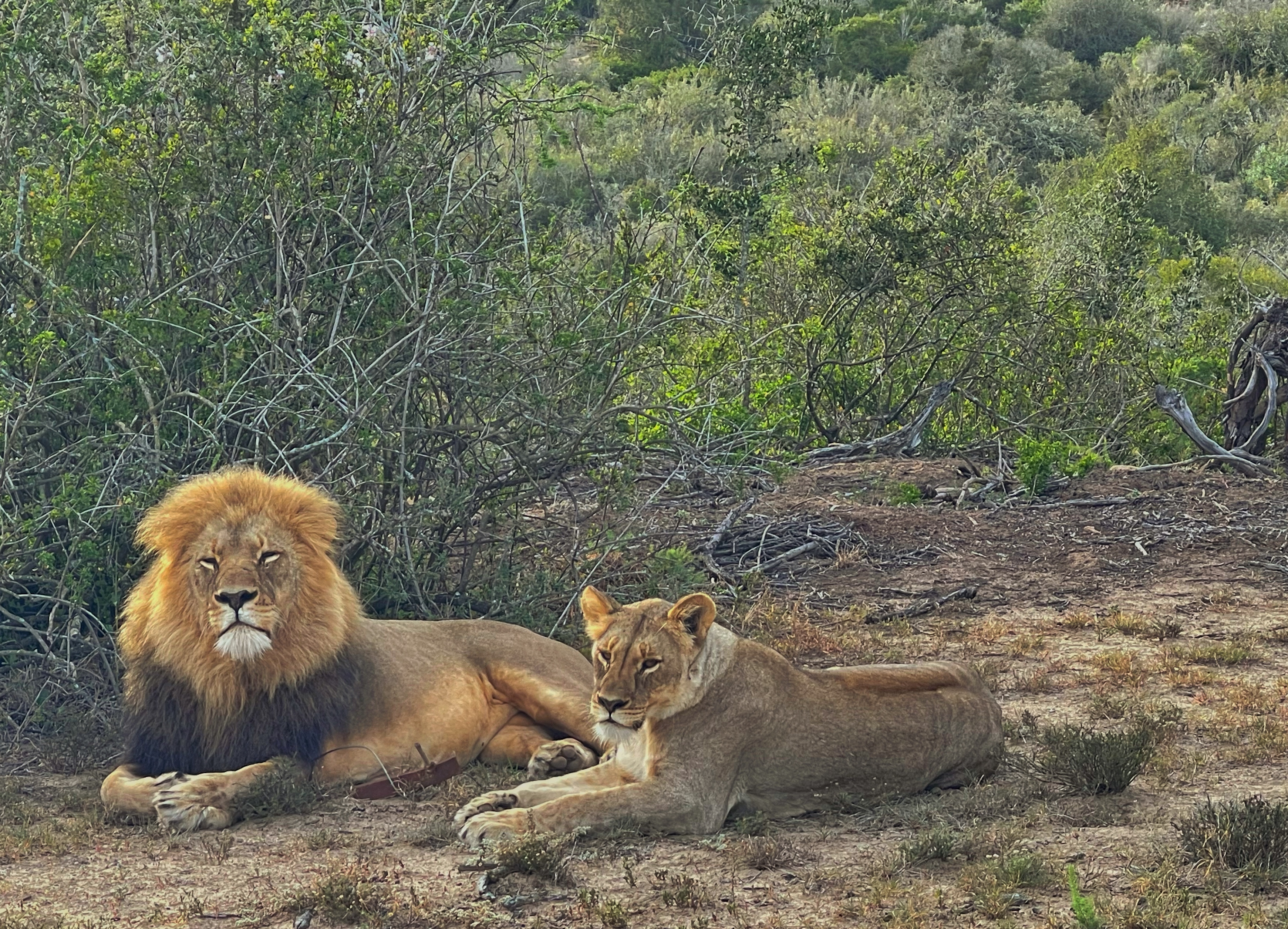 Sustainable Luxury Vegan Travel Planning, Done for You