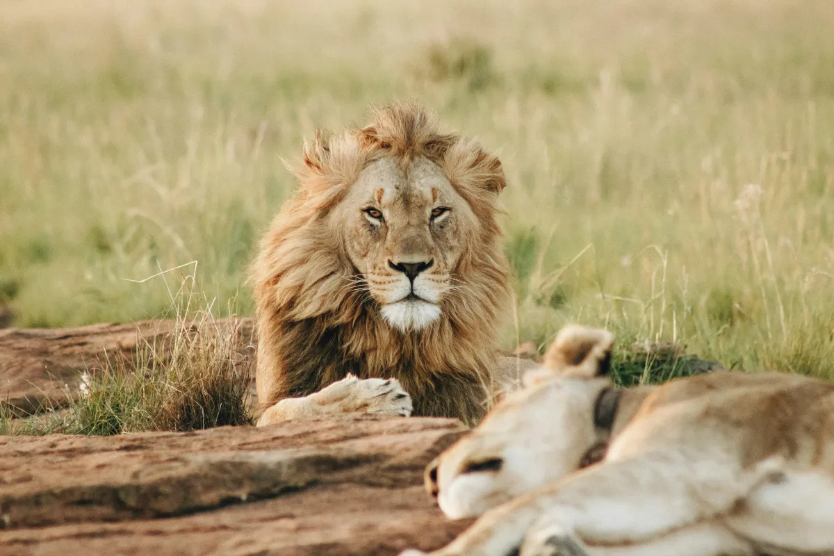 Five question to ask before you book an ethical safari