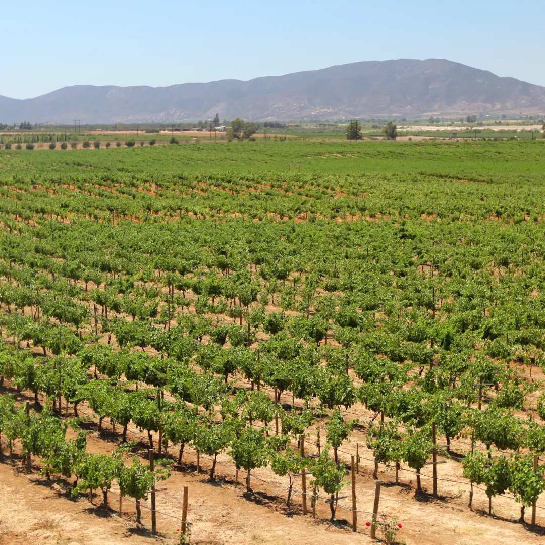 Valle de Guadalupe