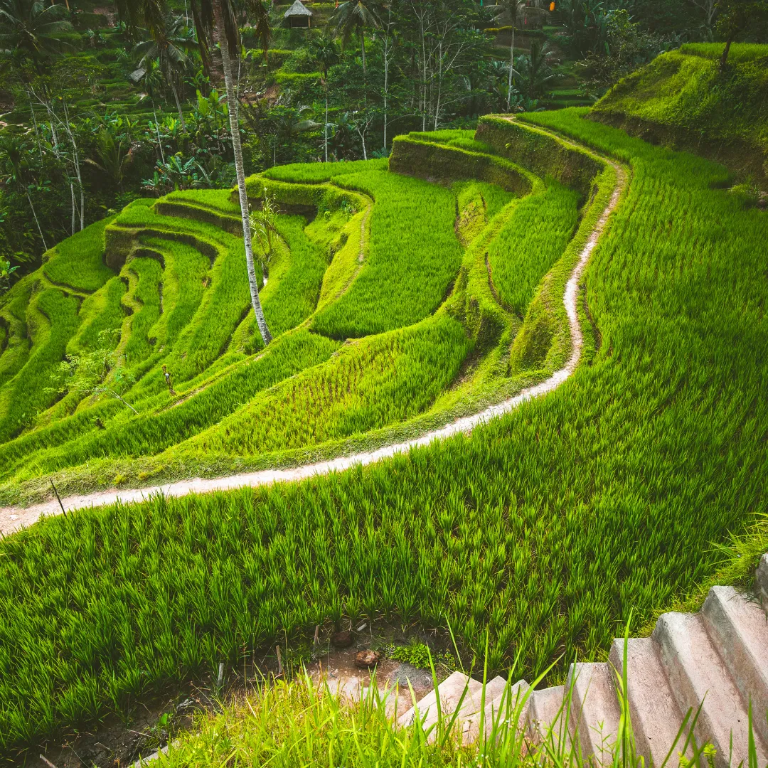 Bali Rice Paddes