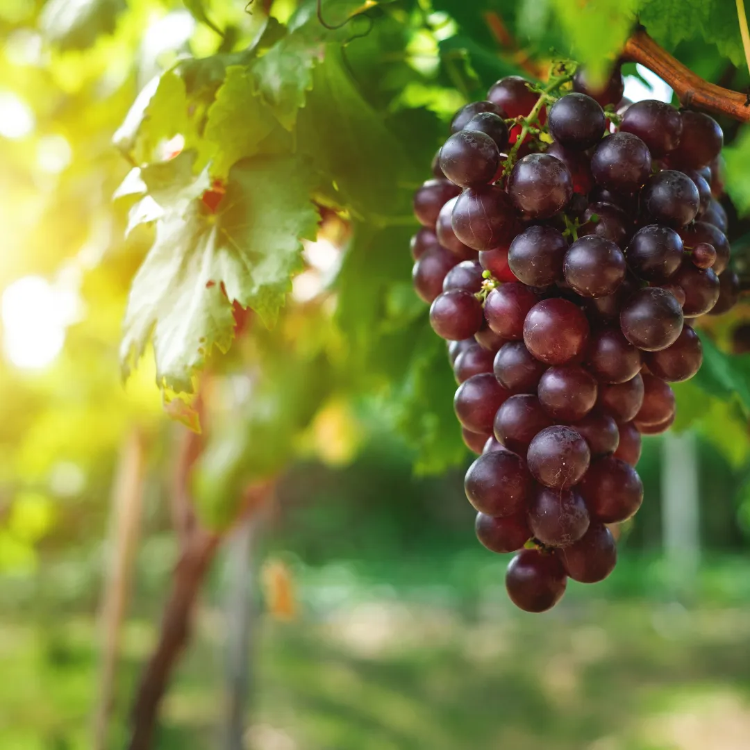 Napa Valley Grapes