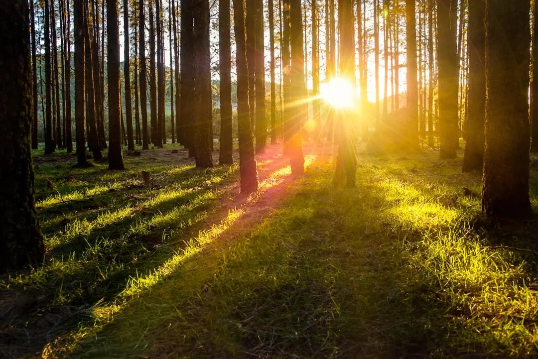 therapy services for longmont, co