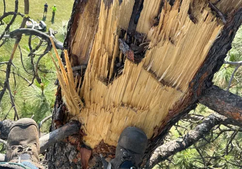 An arborist in a tree inspecting rotting.