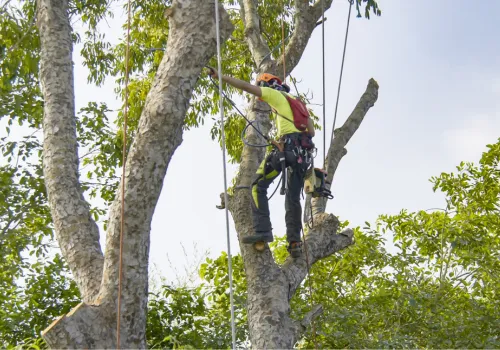 Arborist in tree trimming branches.