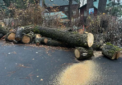 A cut down tree ready to be cut smaller and hauled away.