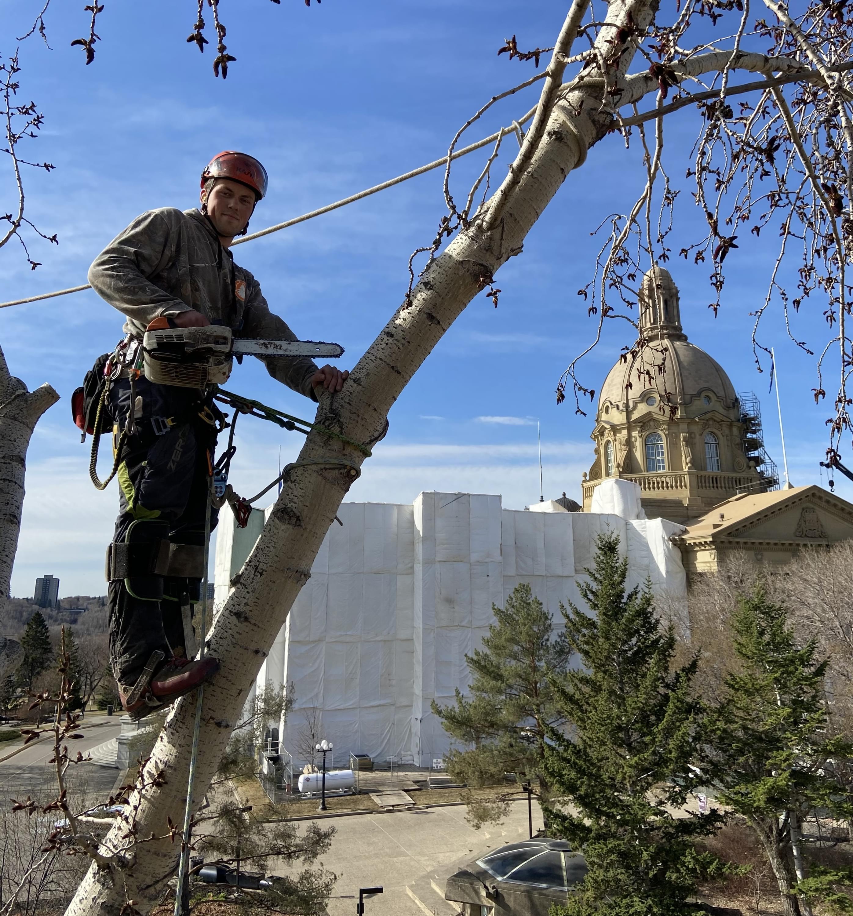 tree removal edmonton