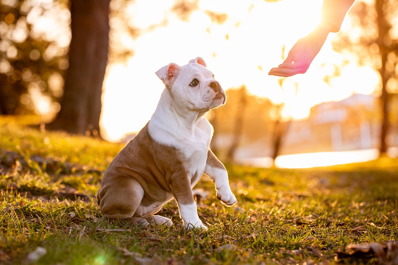 Dog focusing intently on their owner during an outdoor walk