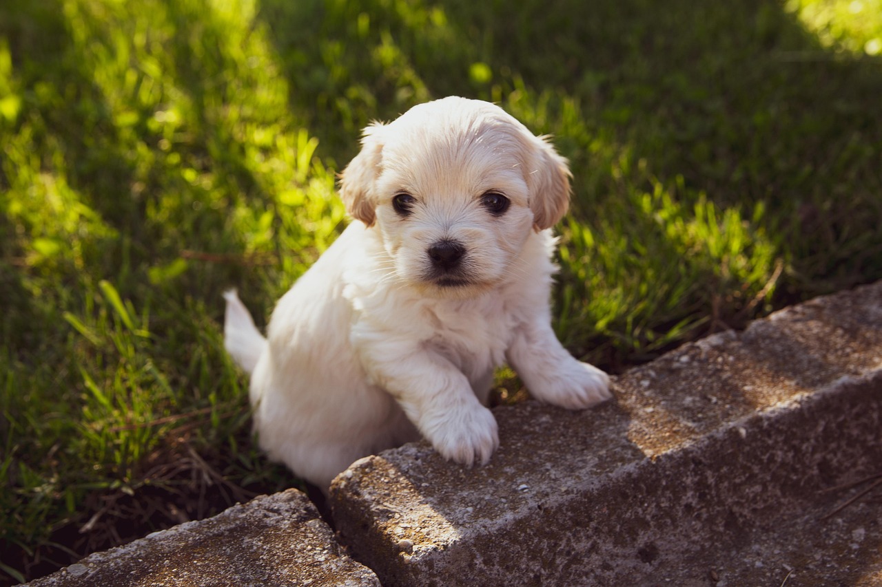 Soft-focus domestic setup of a safe space for a puppy