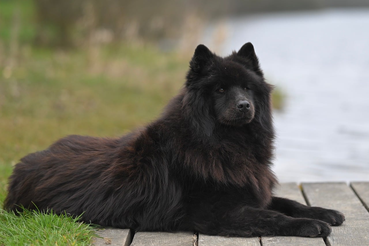 Dog focusing intently on their owner during an outdoor walk