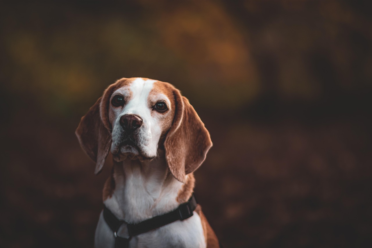 Customer portrait
