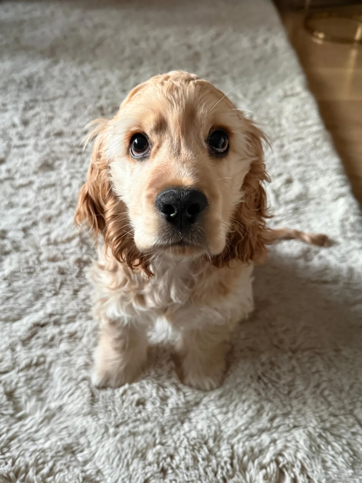 A happy puppy receiving early training
