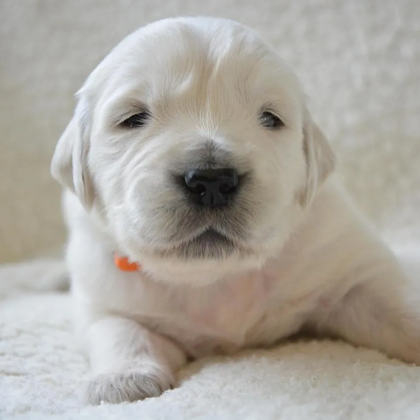 Senior stage dog training