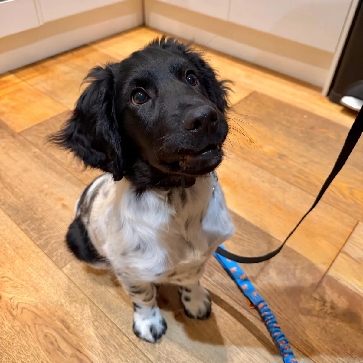Adolescent stage dog training