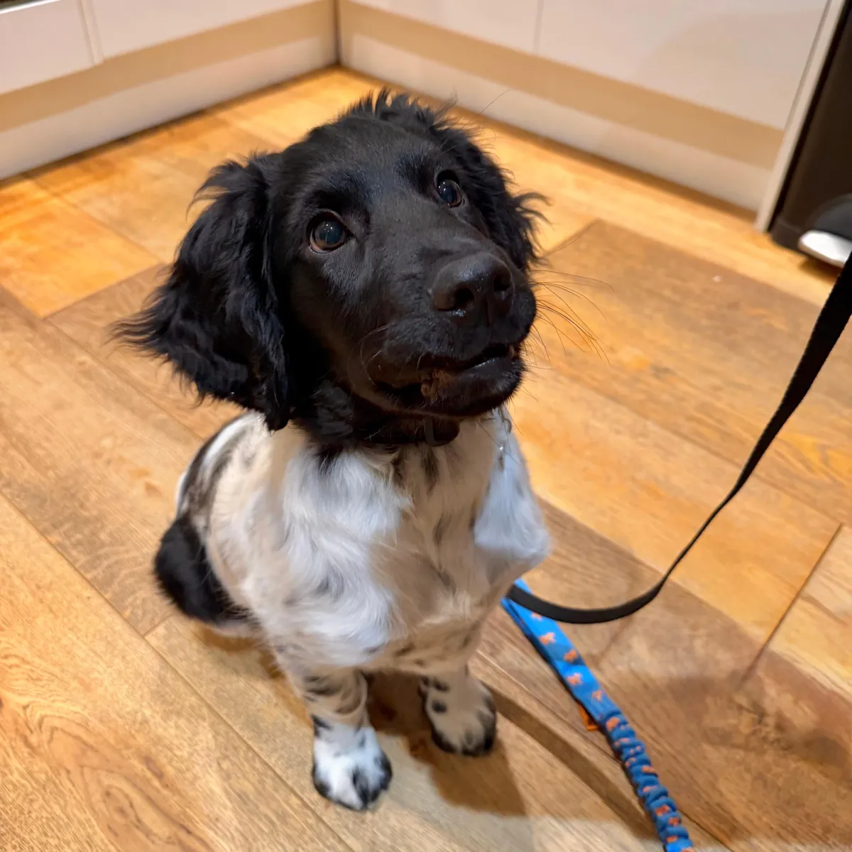 Adolescent stage dog training