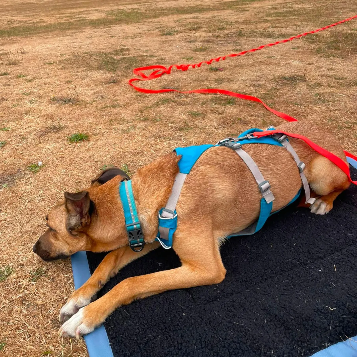 Adult stage dog training