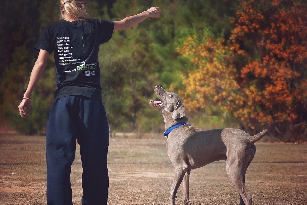 Joyful interaction between owner and adolescent dog