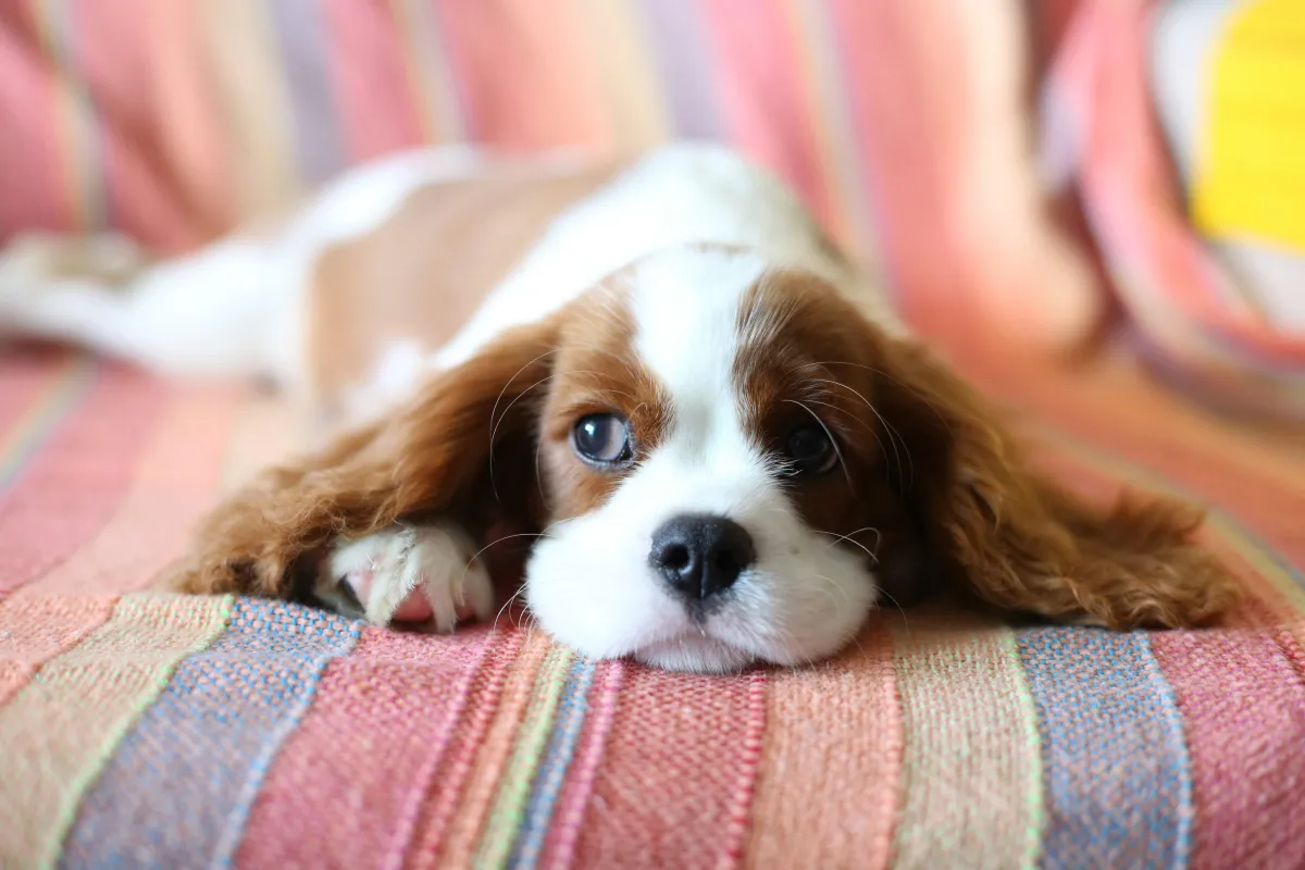 Soft-focus domestic setup of a safe space for a puppy