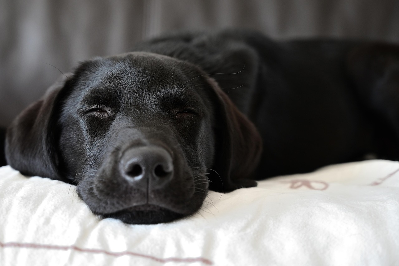 Calm evening setup for a sleeping dog