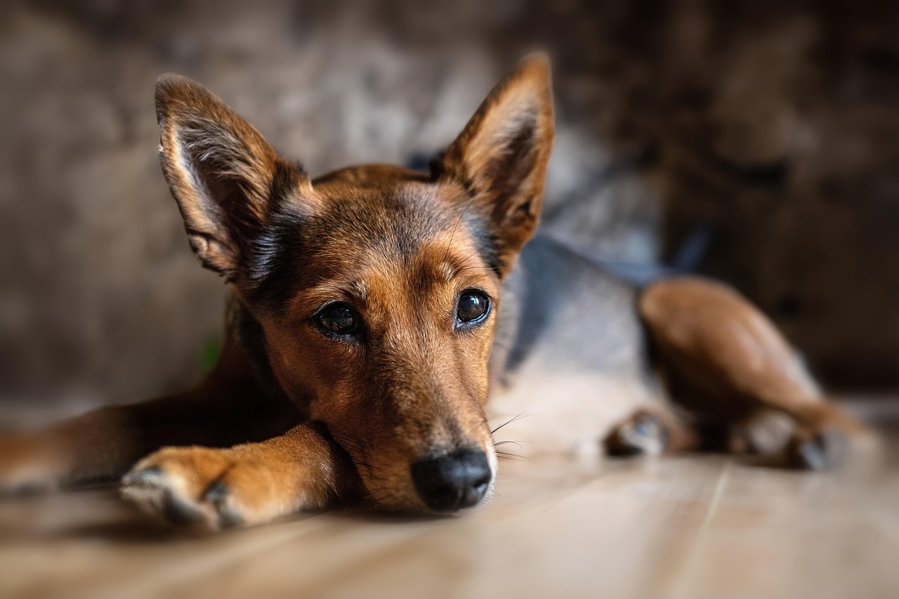Owner sitting calmly with their dog in a natural setting
